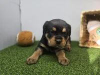 Artemis, a female Rottweiler for sale in Fort Wayne, IN – Photo 2 of 7