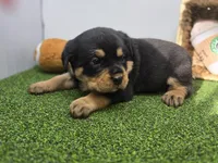 Artemis, a female Rottweiler for sale in Fort Wayne, IN – Photo 4 of 7