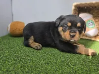 Artemis, a female Rottweiler for sale in Fort Wayne, IN – Photo 5 of 7