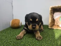 Artemis, a female Rottweiler for sale in Fort Wayne, IN – Photo 1 of 7