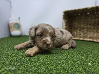 Dolly, a female Cavapoo for sale in Fort Wayne, IN – Photo 2 of 6