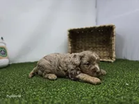 Dolly, a female Cavapoo for sale in Fort Wayne, IN – Photo 5 of 6