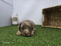 Dolly, a female Cavapoo for sale in Fort Wayne, IN – Photo 3 of 6