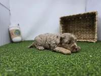 Dolly, a female Cavapoo for sale in Fort Wayne, IN – Photo 6 of 6