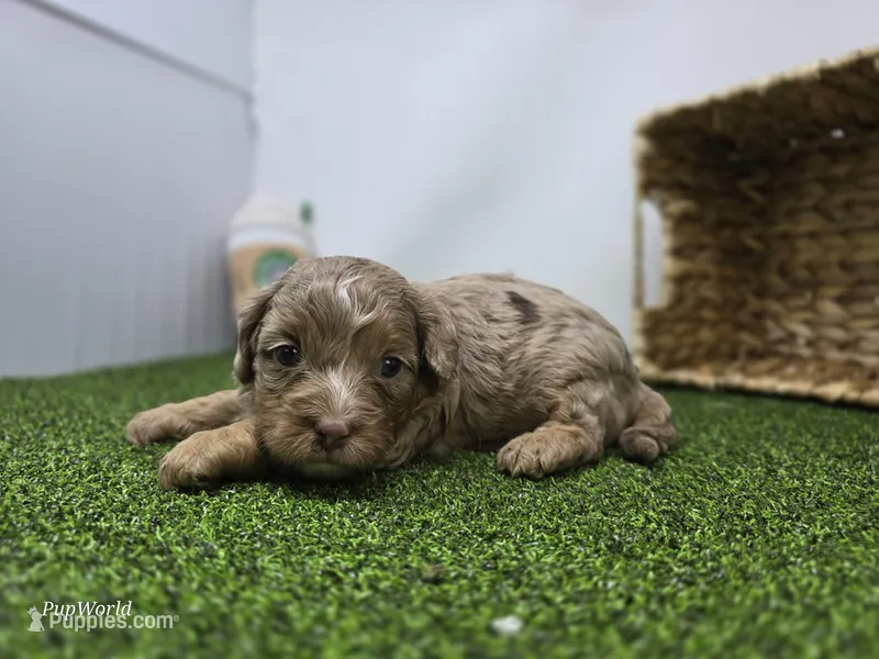Dolly – Cavapoo puppy for sale in Fort Wayne, IN