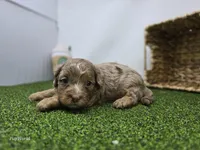 Dolly, a female Cavapoo for sale in Fort Wayne, IN – Photo 1 of 6