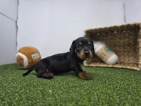 Cooper, a male Dachshund for sale in Fort Wayne, IN – Photo 6 of 8