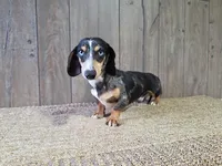 Cooper, a male Dachshund for sale in Fort Wayne, IN – Photo 7 of 8