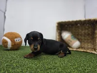 Cooper, a male Dachshund for sale in Fort Wayne, IN – Photo 3 of 8