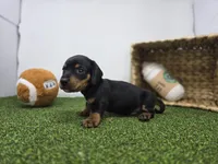 Cooper, a male Dachshund for sale in Fort Wayne, IN – Photo 4 of 8