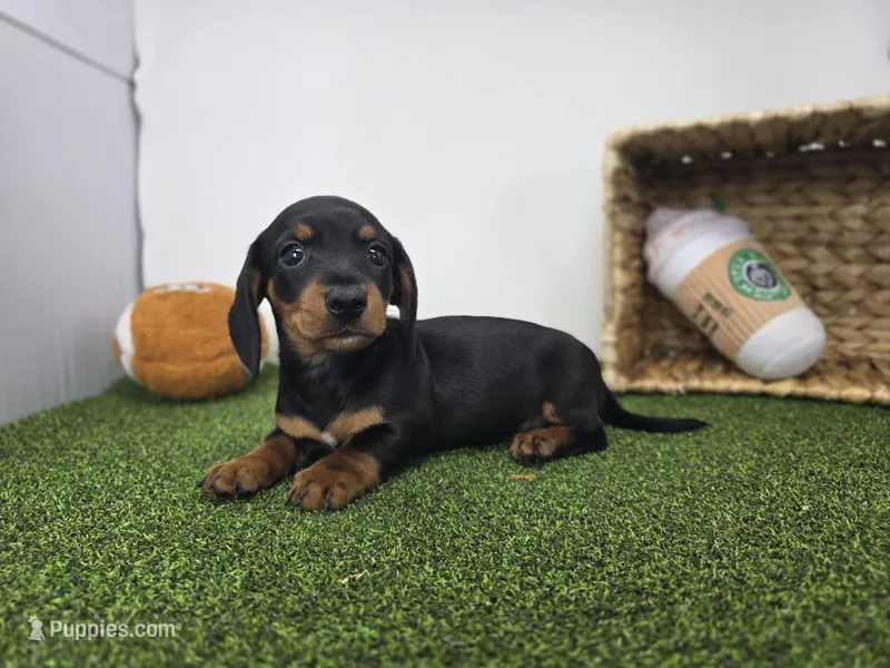 Cooper – Dachshund puppy for sale in Fort Wayne, IN