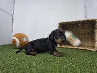 Cooper, a male Dachshund for sale in Fort Wayne, IN – Photo 5 of 8