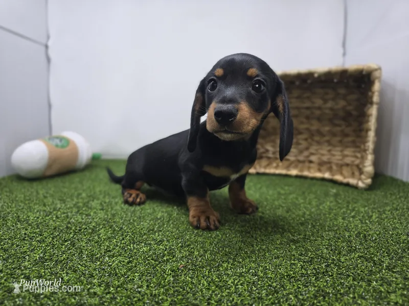 Cooper – Dachshund puppy for sale in Fort Wayne, IN