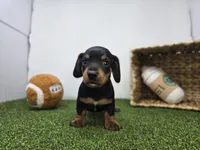 Cooper, a male Dachshund for sale in Fort Wayne, IN – Photo 1 of 8