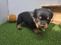 Sage, a female Rottweiler for sale in Fort Wayne, IN – Photo 5 of 7