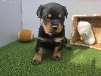 Sage, a female Rottweiler for sale in Fort Wayne, IN – Photo 1 of 7