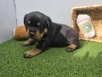Sage, a female Rottweiler for sale in Fort Wayne, IN – Photo 4 of 7