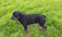 Sage, a female Rottweiler for sale in Fort Wayne, IN – Photo 6 of 7