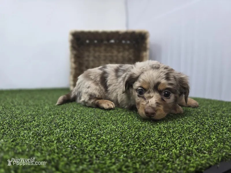 Henry – Dachshund puppy for sale in Fort Wayne, IN