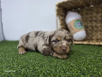 Henry, a male Dachshund for sale in Fort Wayne, IN – Photo 4 of 5