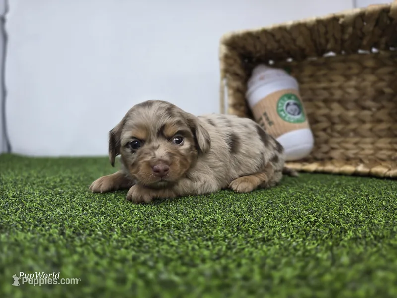 Henry – Dachshund puppy for sale in Fort Wayne, IN