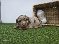 Henry, a male Dachshund for sale in Fort Wayne, IN – Photo 1 of 5