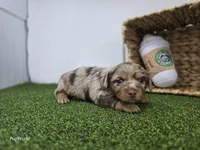 Henry, a male Dachshund for sale in Fort Wayne, IN – Photo 3 of 5