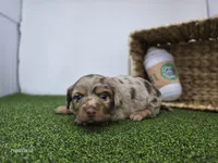 Henry, a male Dachshund for sale in Fort Wayne, IN – Photo 2 of 5