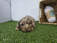 Henry, a male Dachshund for sale in Fort Wayne, IN – Photo 5 of 5