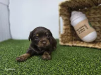 Candy, a female Dachshund for sale in Fort Wayne, IN – Photo 4 of 6