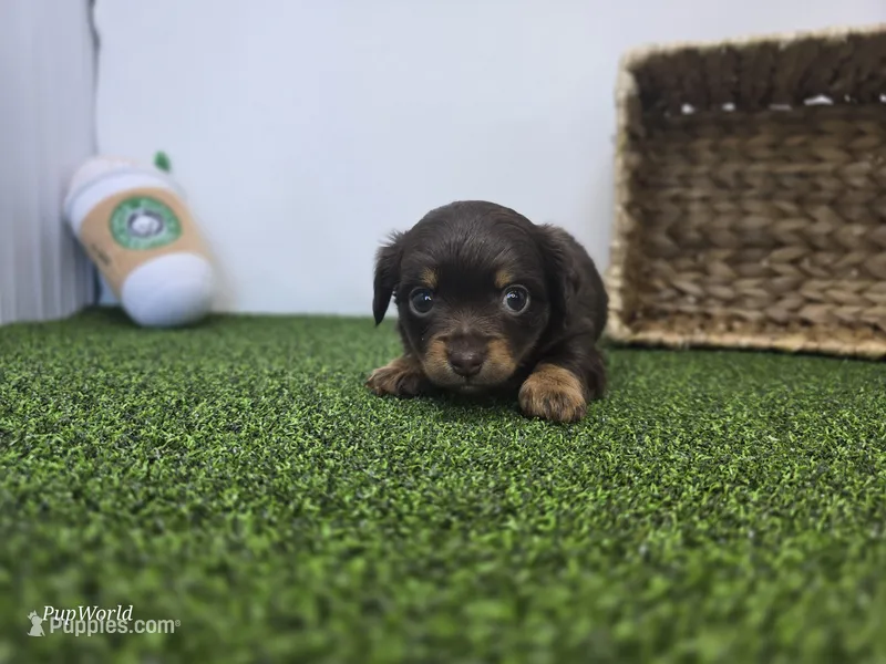 Candy – Dachshund puppy for sale in Fort Wayne, IN