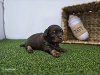 Candy, a female Dachshund for sale in Fort Wayne, IN – Photo 6 of 6