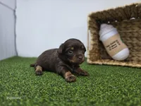 Candy, a female Dachshund for sale in Fort Wayne, IN – Photo 5 of 6