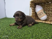 Candy, a female Dachshund for sale in Fort Wayne, IN – Photo 2 of 6
