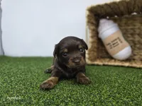 Candy, a female Dachshund for sale in Fort Wayne, IN – Photo 3 of 6