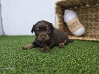 Candy, a female Dachshund for sale in Fort Wayne, IN – Photo 1 of 6