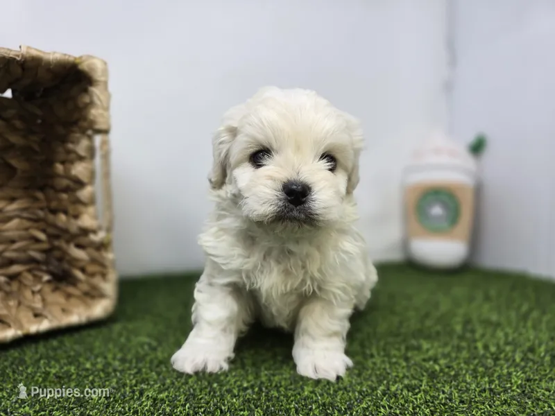 Arlo – Bichon Frise, Pekingese puppy for sale in Fort Wayne, IN
