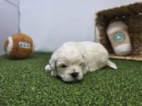 Arlo, a male Bichon Frise and Pekingese for sale in Fort Wayne, IN – Photo 4 of 8