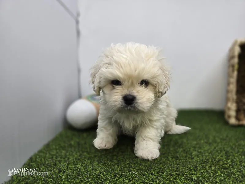 Arlo – Bichon Frise, Pekingese puppy for sale in Fort Wayne, IN