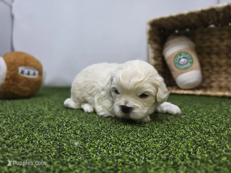 Arlo – Bichon Frise, Pekingese puppy for sale in Fort Wayne, IN