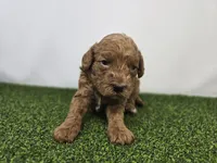 Marigold, a male Miniature Goldendoodle for sale in Fort Wayne, IN – Photo 2 of 3