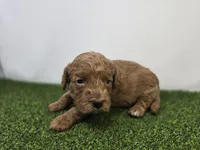 Marigold, a male Miniature Goldendoodle for sale in Fort Wayne, IN – Photo 1 of 3