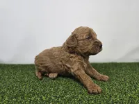 Marigold, a male Miniature Goldendoodle for sale in Fort Wayne, IN – Photo 3 of 3