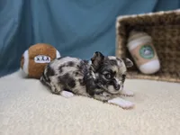 June, a female Chihuahua for sale in Fort Wayne, IN – Photo 5 of 6