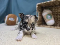 June, a female Chihuahua for sale in Fort Wayne, IN – Photo 2 of 6