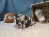 June, a female Chihuahua for sale in Fort Wayne, IN – Photo 4 of 6