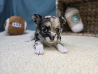 June, a female Chihuahua for sale in Fort Wayne, IN – Photo 1 of 6