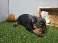 Titan, a male Rottweiler for sale in Fort Wayne, IN – Photo 3 of 7