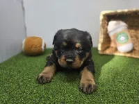 Titan, a male Rottweiler for sale in Fort Wayne, IN – Photo 1 of 7