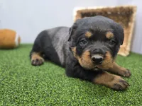 Titan, a male Rottweiler for sale in Fort Wayne, IN – Photo 2 of 7